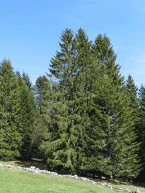 Picea abies