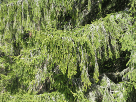 Picea abies