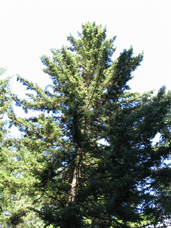 Picea maximowiczii
