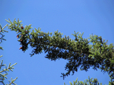 Picea maximowiczii