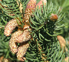 Picea schrenkiana