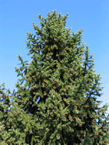 Picea schrenkiana
