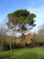 Pinus pinea