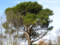 Pinus pinea