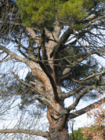 Pinus pinea