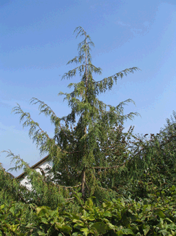 Juniperus recurva