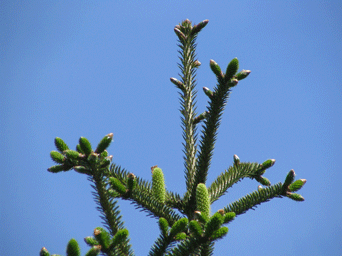 Abies nebrodensis