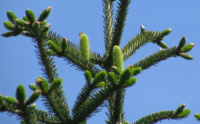 Abies nebrodensis