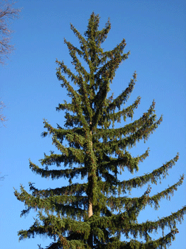 Picea koyamae