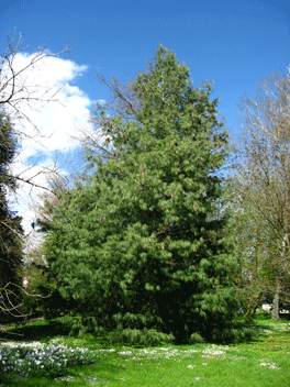 Pinus wallichiana
