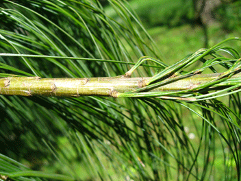 Pinus wallichiana