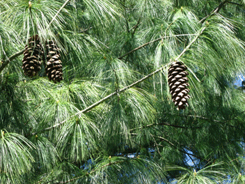 Pinus wallichiana