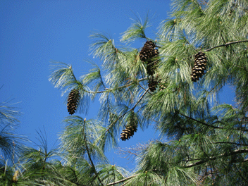 Pinus wallichiana