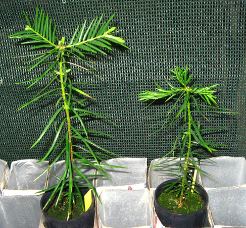 Torreya taxifolia