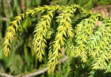 Taiwania cryptomerioides