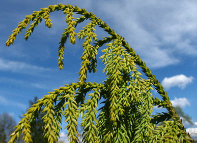 Taiwania cryptomerioides