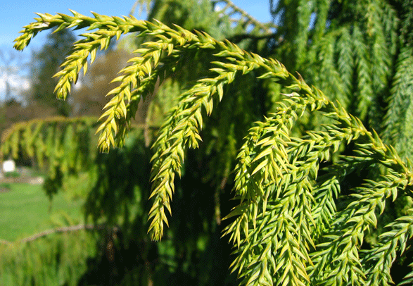 Taiwania cryptomerioides
