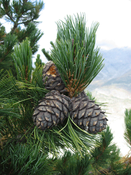 Pinus cembra