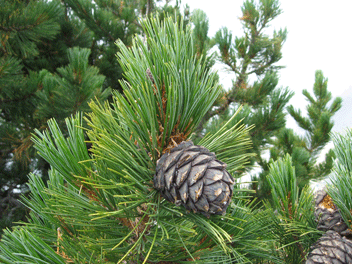 Pinus cembra