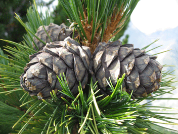 Pinus cembra