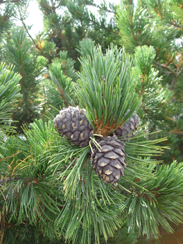 Pinus cembra