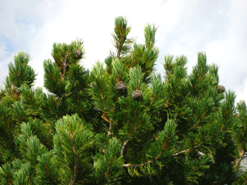 Pinus cembra