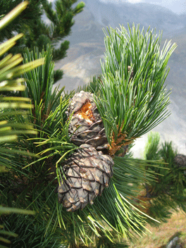 Pinus cembra