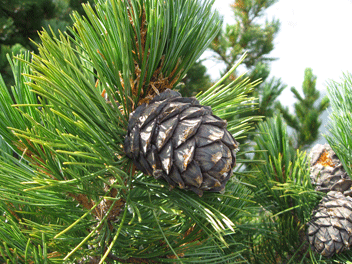 Pinus cembra