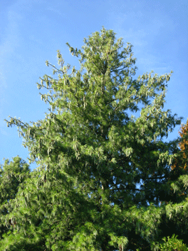 Pinus wallichiana