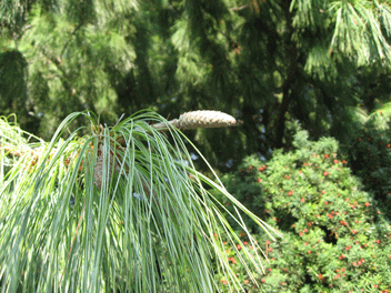 Pinus wallichiana