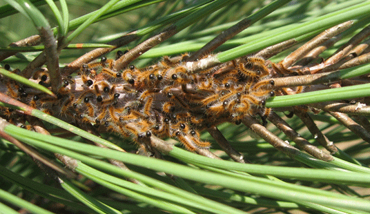 Pinus ponderosa infested by young caterpillars.