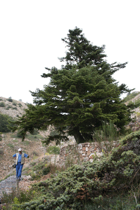 Abies nebrodensis