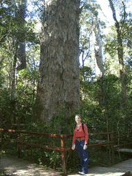 Afrocarpus falcatus