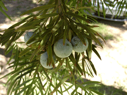 Afrocarpus falcatus
