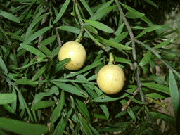 Afrocarpus falcatus