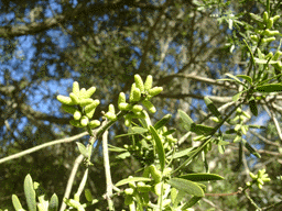 Afrocarpus falcatus