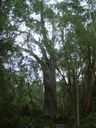 Afrocarpus falcatus