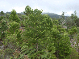 Araucaria laubenfelsii