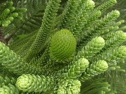 Araucaria laubenfelsii