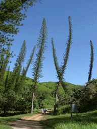 Araucaria luxurians