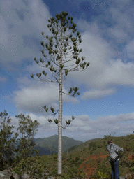 Araucaria rulei