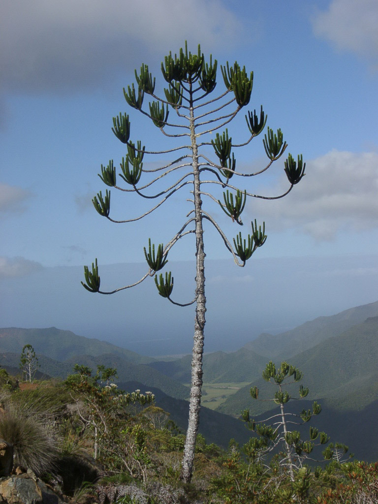Araucariaceae  Plants of New Caledonia