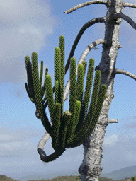 Araucaria rulei
