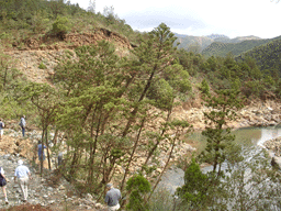 Araucaria scopulorum