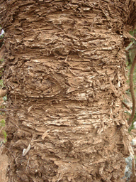 Araucaria scopulorum