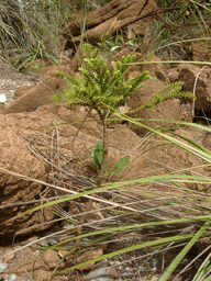 Araucaria scopulorum