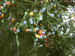 Dacrycarpus dacrydioides