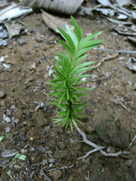 Falcatifolium taxoides