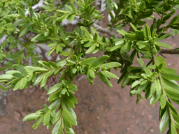 Falcatifolium taxoides
