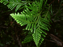 Libocedrus yateensis